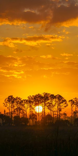 Breathtaking sunset wallpaper featuring silhouetted trees and nature's beauty