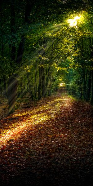 Beautiful Autumn Forest Path Illuminated by Sunlight