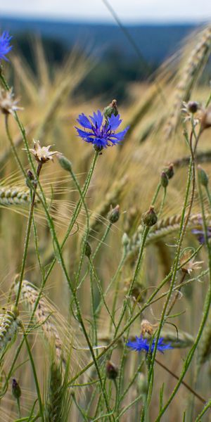 Beautiful phone wallpaper featuring a field of cornflowers and grass