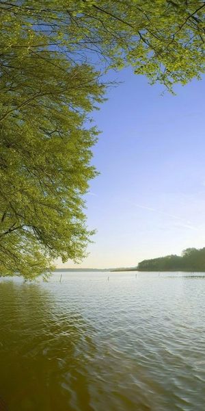 Phone wallpaper: Rivers, Trees, Landscape free download