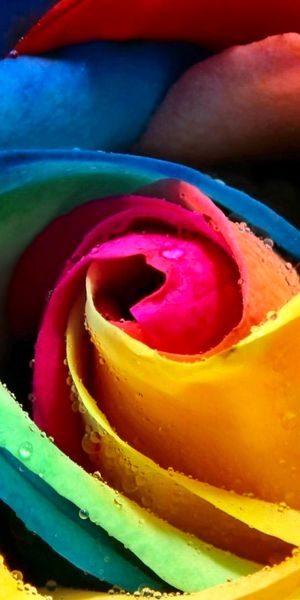 Rainbow Rose with Water Drops for Your Phone Wallpaper