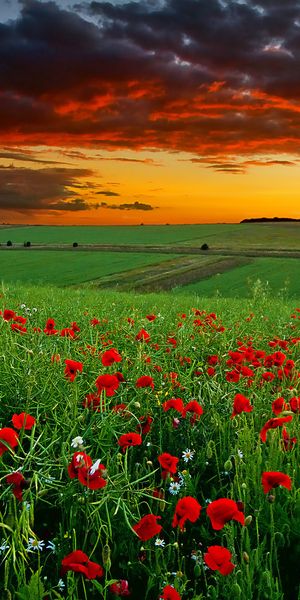 Breathtaking Poppy Fields at Sunset