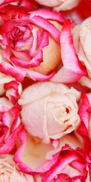 Phone wallpaper: Flowers, Handsomely, Petals, It's Beautiful, Roses free download