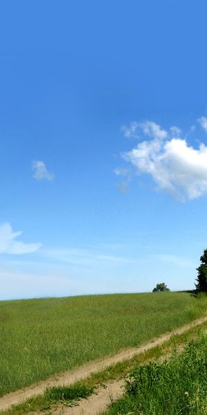 Breathtaking 4K Mobile Wallpaper Featuring Lush Green Trees and Clear Sky