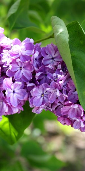 Phone wallpaper: Lilac, Flowers, Flower, Earth free download