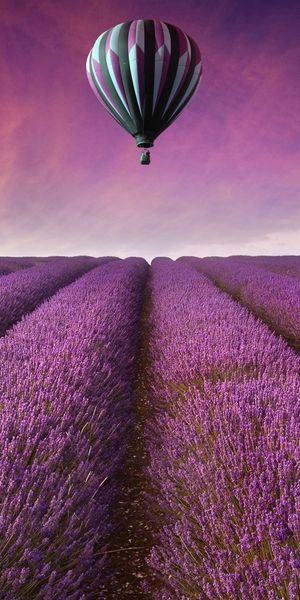 Breathtaking lavender field wallpaper with a hot air balloon and colorful sky