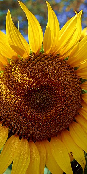 Phone wallpaper: Sunflower, Yellow Flower, Flowers, Flower, Earth free download