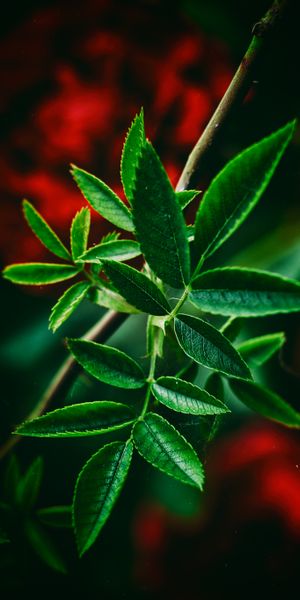Close-Up of Green Leaves for Your Mobile Wallpaper
