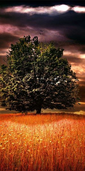 Breathtaking 4K Wallpaper Featuring a Majestic Tree Against Dramatic Skies