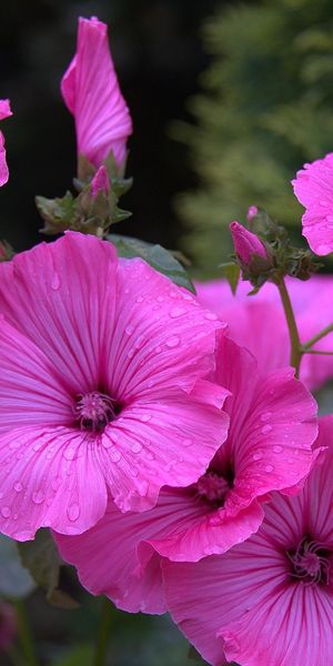 Close-Up of Beautiful Pink Lavatera Flowers with Dew Drops