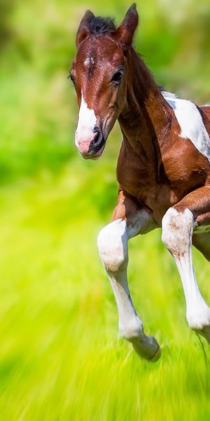 Phone wallpaper: Blur, Animal, Horse, Foal, Baby Animal free download