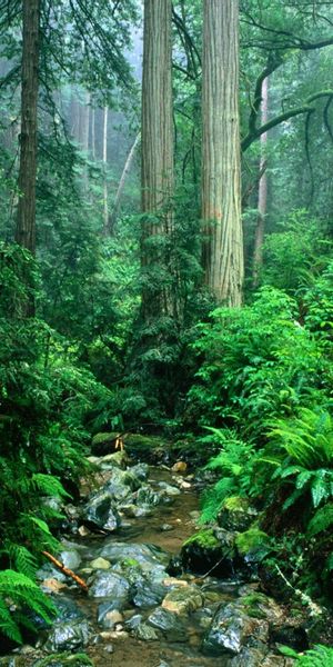 Breathtaking Green Forest Landscape Phone Wallpaper - Perfect for Nature Enthusiasts