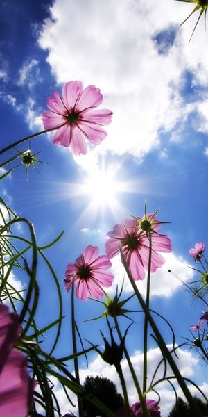 Breathtaking HD phone wallpaper featuring cosmos flowers and a radiant sun