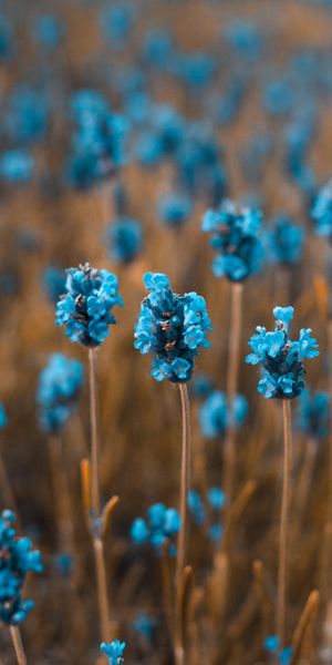 Phone wallpaper: Smooth, Blur, Field, Flowers free download