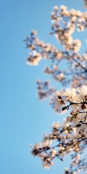 Phone wallpaper: Flowers, Sky, Sakura, Flower, Earth, Blossom free download