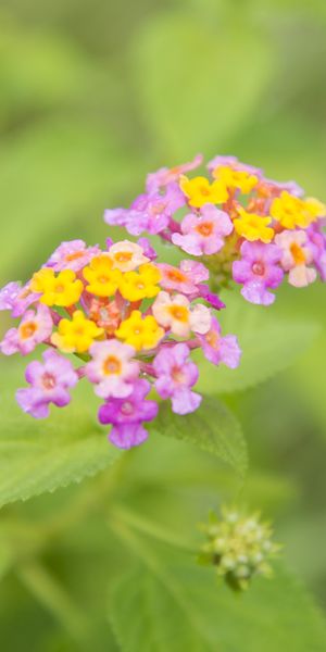 Phone wallpaper: Macro, Greens, Flowers, Smooth, Blur free download