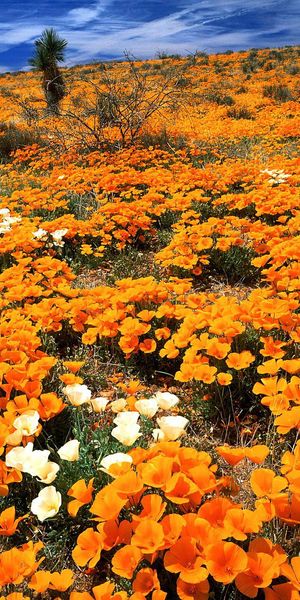Breathtaking Orange Flower Field Phone Wallpaper: Nature's Beauty