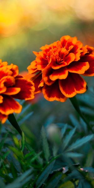 Beautiful marigold flowers wallpaper: Bright and colorful floral design