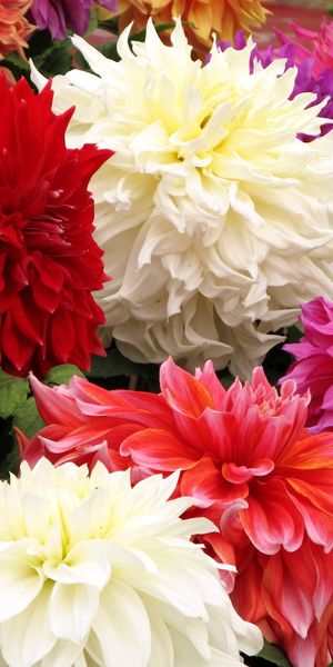Phone wallpaper: Flowers, Close Up, Different, Bouquet, Dahlias, Bright free download