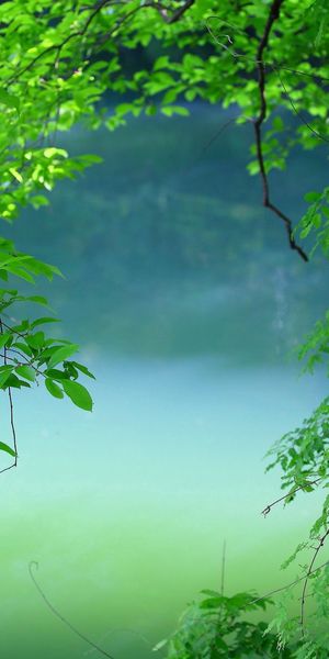 Tranquil Tree by the Water: A Perfect Summer Wallpaper