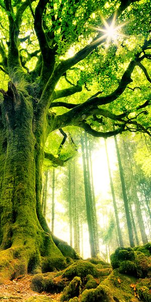 Breathtaking forest wallpaper showcasing towering trees and vibrant greenery
