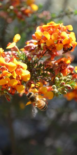 Phone wallpaper: Orange Flower, Bee, Insect, Insects, Depth Of Field, Blur, Nature, Flower, Animal f