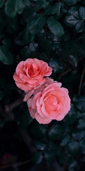 Pink Roses on a Dark Green Background
