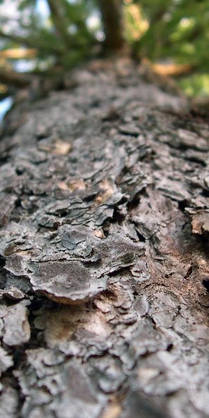 Explore the beauty of nature with this tree trunk iPhone background