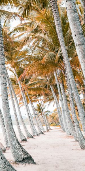 Tropical Beach Scene with Palm Trees
