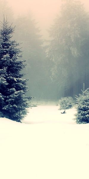 Winter Wonderland: Scenic Snowy Forest with Fog