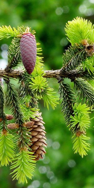 Beautiful HD Phone Wallpaper Featuring Lush Pine Trees and Cones