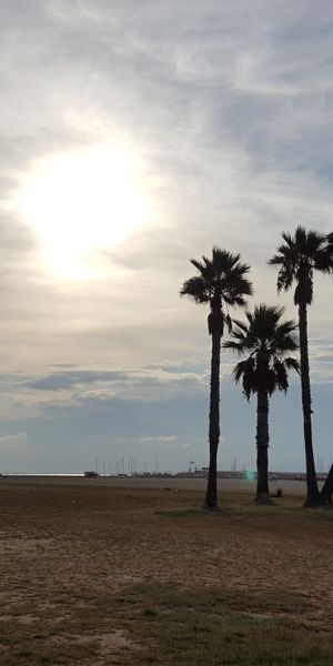Phone wallpaper: Coma Ruga, Coma Rug, Nature, Palms, Spain, Beach free download