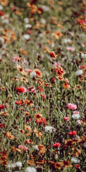 Phone wallpaper: Wild, Field, Flowers, Motley, Flowering, Bloom, Multicolored free download