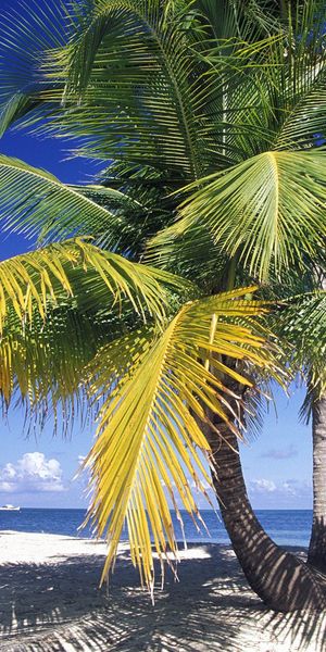 4k Tropical Beach Scene with Palm Trees and Crystal Clear Water