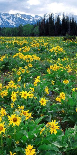 Breathtaking Yellow Flower Field Surrounded by Majestic Mountains
