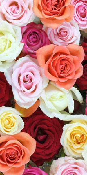 Beautiful multicolored rose bouquet mobile wallpaper for floral lovers
