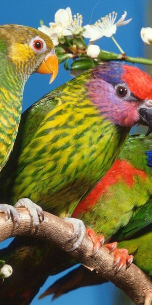 Vibrant Parrots Nestled Among Blossoming Flowers