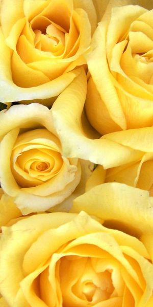 Beautiful yellow roses phone wallpaper: Brighten your screen with nature's charm