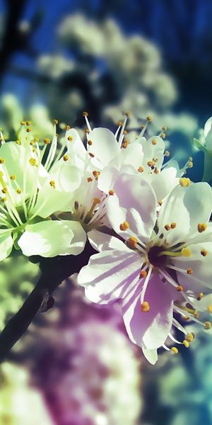 Beautiful Pastel Blossom Flowers in Nature