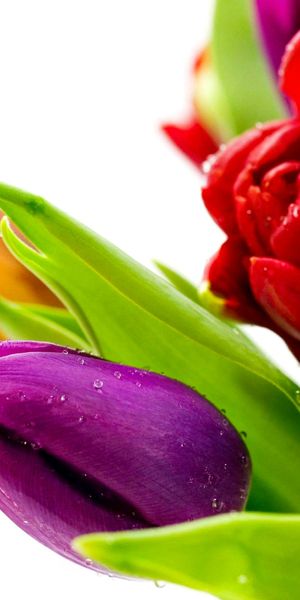 Phone wallpaper: Tulip, Flowers, Colorful, Flower, Earth free download
