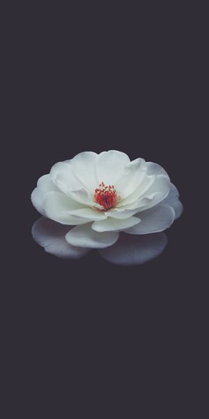 Beautiful white rose flower wallpaper for iPhone in 4K resolution