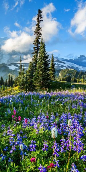Phone wallpaper: Mountains, Flower, Earth, Field, Lupine, Purple Flower, Mount Rainier free download