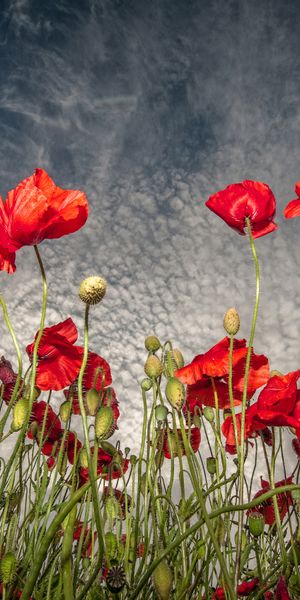 Majestic Red Poppy Flowers Against a Dramatic Sky
