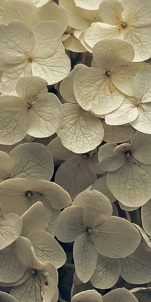 Phone wallpaper: Nature, Flowers, Flower, Earth, Hydrangea, White Flower free download