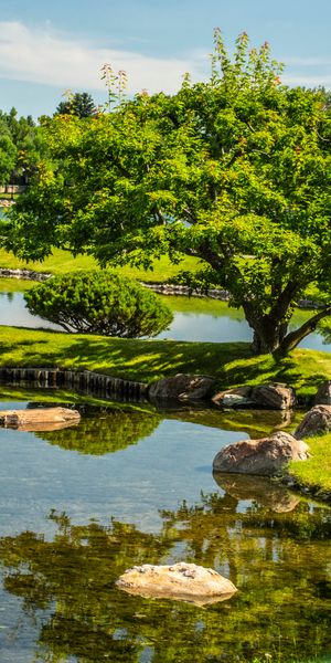 Tranquil iPhone Wallpaper Featuring Lush Trees and a Reflective Basin