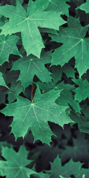 Phone wallpaper: Branches, Leaves, Nature, Maple free download