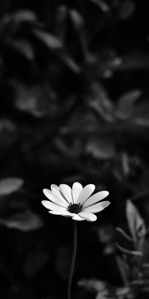 Epic Black and White Osteospermum Flower for Your Mobile