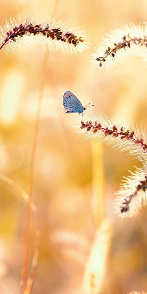 Phone wallpaper: Nature, Summer, Plant, Blur, Field, Butterfly, Animal, Sunny free download