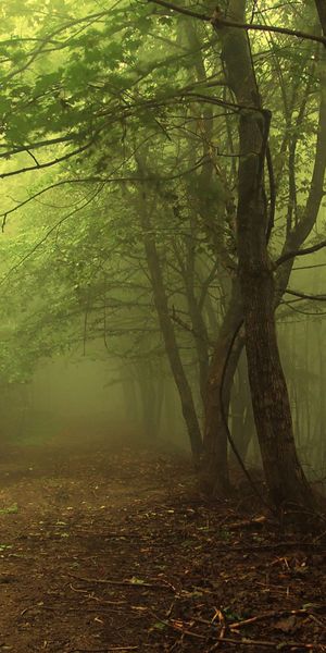 Foggy Forest Path - Nature's Serenity