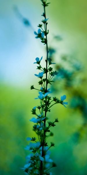 Beautiful Macro Flowers with a Smooth Green Blur Background
